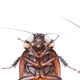 Illustration for article titled Cyborg Cockroaches Could Be Used To Save Trapped Humans